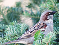 Haussperling, Hausspatz