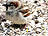 Haussperling, Hausspatz