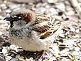 Haussperling, Hausspatz