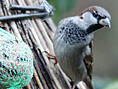 Haussperling, Hausspatz