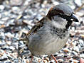 Haussperling, Hausspatz