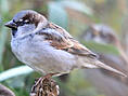 Haussperling, Hausspatz