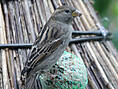 Haussperling, Hausspatz