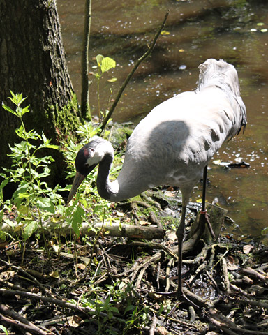 Kranich - Grus grus