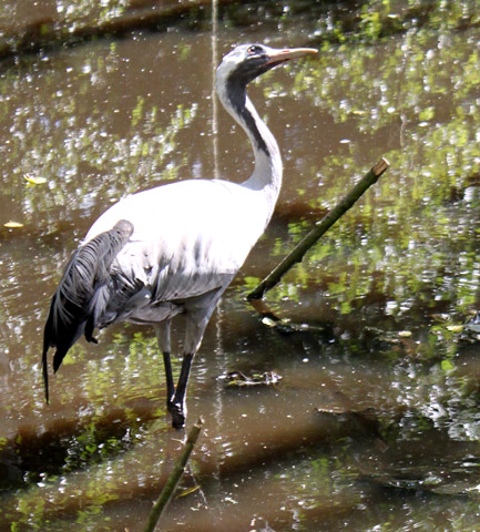 Kranich - Grus grus