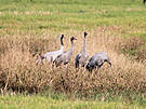 Kraniche im Herbst an der südlichen Boddenküste in Vorpommern. 