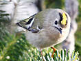 Wintergoldhähnchen