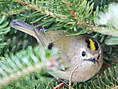 Wintergoldhähnchen
