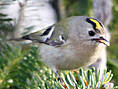 Wintergoldhähnchen