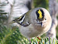 Wintergoldhähnchen