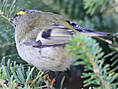 Wintergoldhähnchen