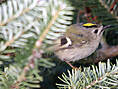 Wintergoldhähnchen