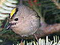 Wintergoldhähnchen