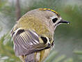 Wintergoldhähnchen