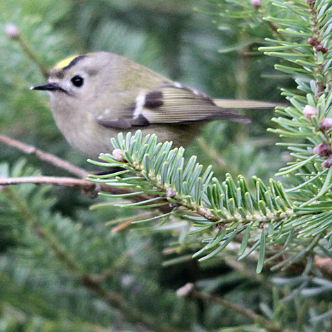 Wintergoldhähnchen