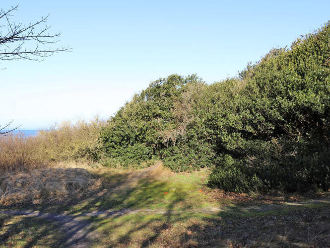 Ilex, auch Stechpalme genannt