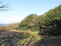 Ilex