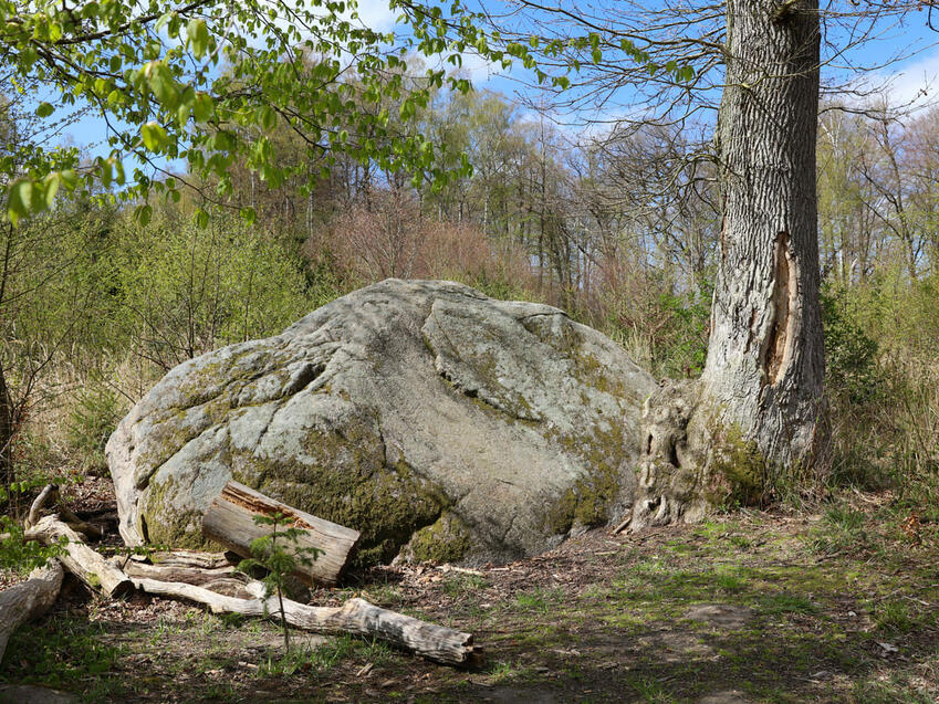 Ausflugstipp  der »Große Stein« im Wald bei Ahrenshagen-Daskow