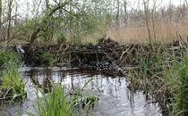 Landschaftskundlicher Lehrpfad Tribohmer Bachtal – Biberdamm (Frühling)