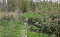 Landschaftskundlicher Lehrpfad Tribohmer Bachtal - Laufsteine (Frühling)