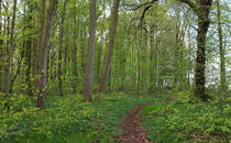 Landschaftskundlicher Lehrpfad Tribohmer Bachtal – Weg (Frühling)