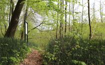 Landschaftskundlicher Lehrpfad Tribohmer Bachtal – Station 6 (Frühling)