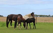 Landschaftskundlicher Lehrpfad Tribohmer Bachtal - Pferdekoppel (Sommer)