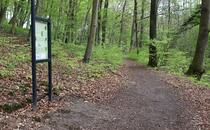 Landschaftskundlicher Lehrpfad Tribohmer Bachtal – Station 3 (Frühling)