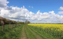 Landschaftskundlicher Lehrpfad Tribohmer Bachtal – Rapsfeld (Frühling)