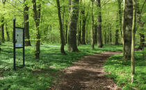 Landschaftskundlicher Lehrpfad Tribohmer Bachtal - Station 10 (Frühling)