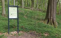 Landschaftskundlicher Lehrpfad Tribohmer Bachtal – Station 7 (Frühling)