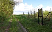 Landschaftskundlicher Lehrpfad Tribohmer Bachtal – Station 12 (Frühling)
