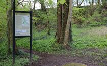 Landschaftskundlicher Lehrpfad Tribohmer Bachtal – Station 9 (Frühling)