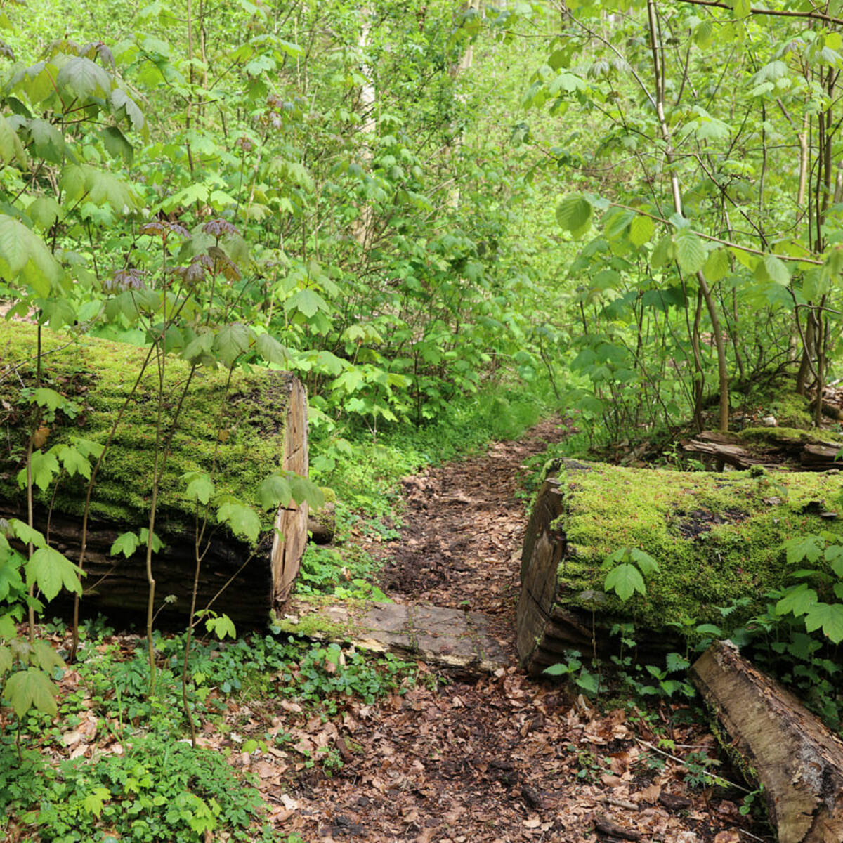 Landschaftskundlicher Lehrpfad Tribohmer Bachtal - Weg (Sommer)