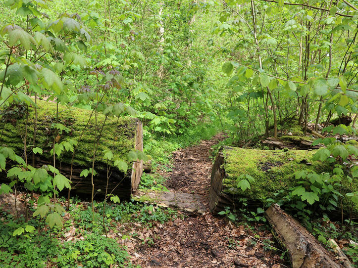 Landschaftskundlicher Lehrpfad Tribohmer Bachtal - Weg (Sommer)