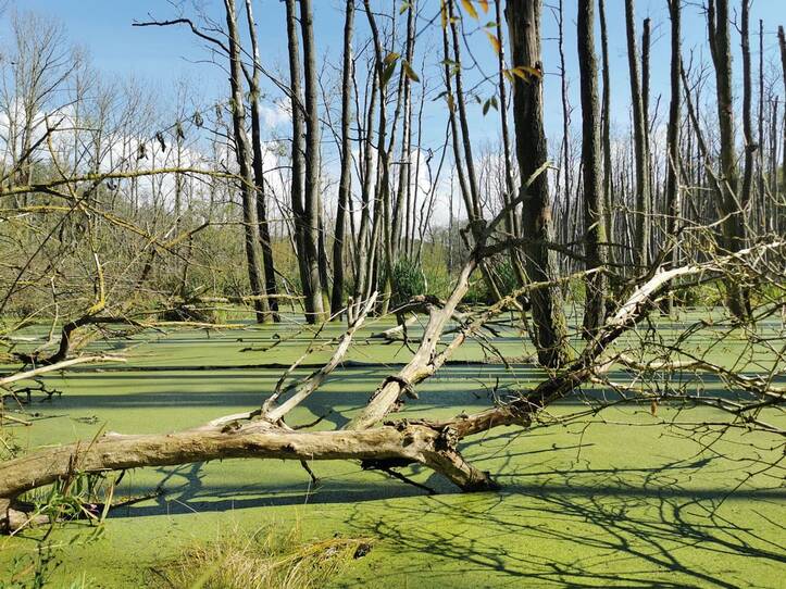 Landschaftskundlicher Lehrpfad Tribohmer Bachtal – Moor (Herbst)