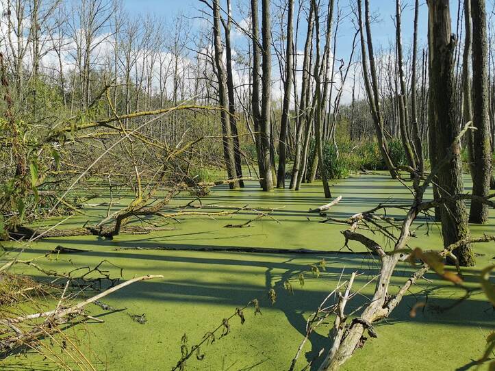 Landschaftskundlicher Lehrpfad Tribohmer Bachtal – Moor (Herbst)