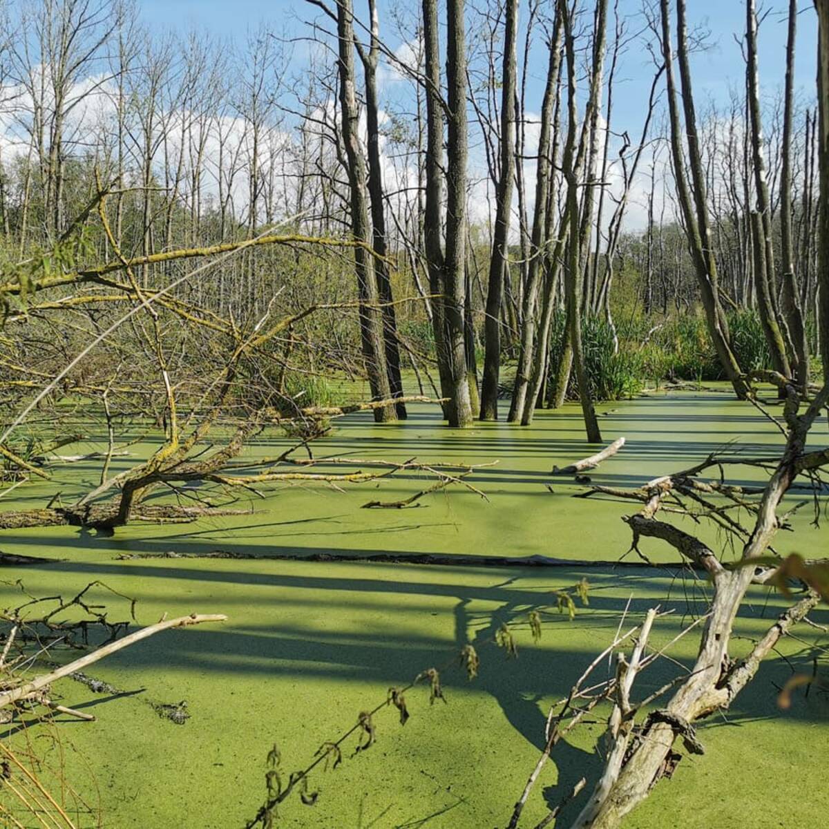 Landschaftskundlicher Lehrpfad Tribohmer Bachtal – Moor (Herbst)