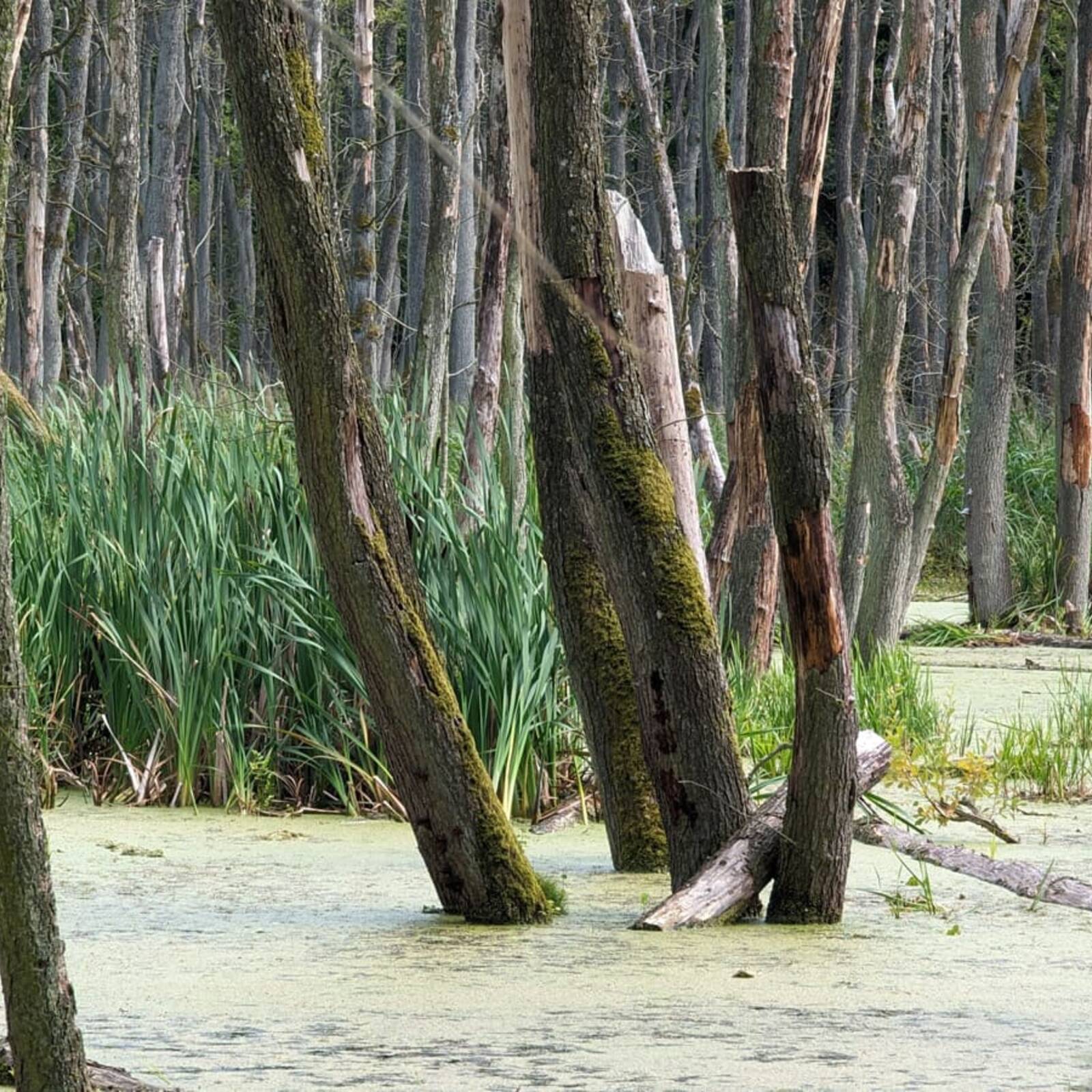 Landschaftskundlicher Lehrpfad Tribohmer Bachtal - Moor im Sommer