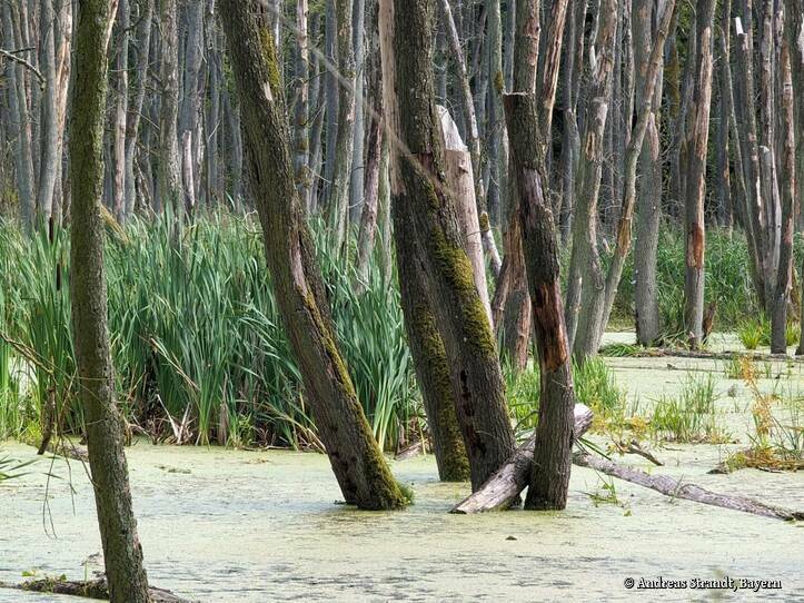 Landschaftskundlicher Lehrpfad Tribohmer Bachtal - Moor im Sommer