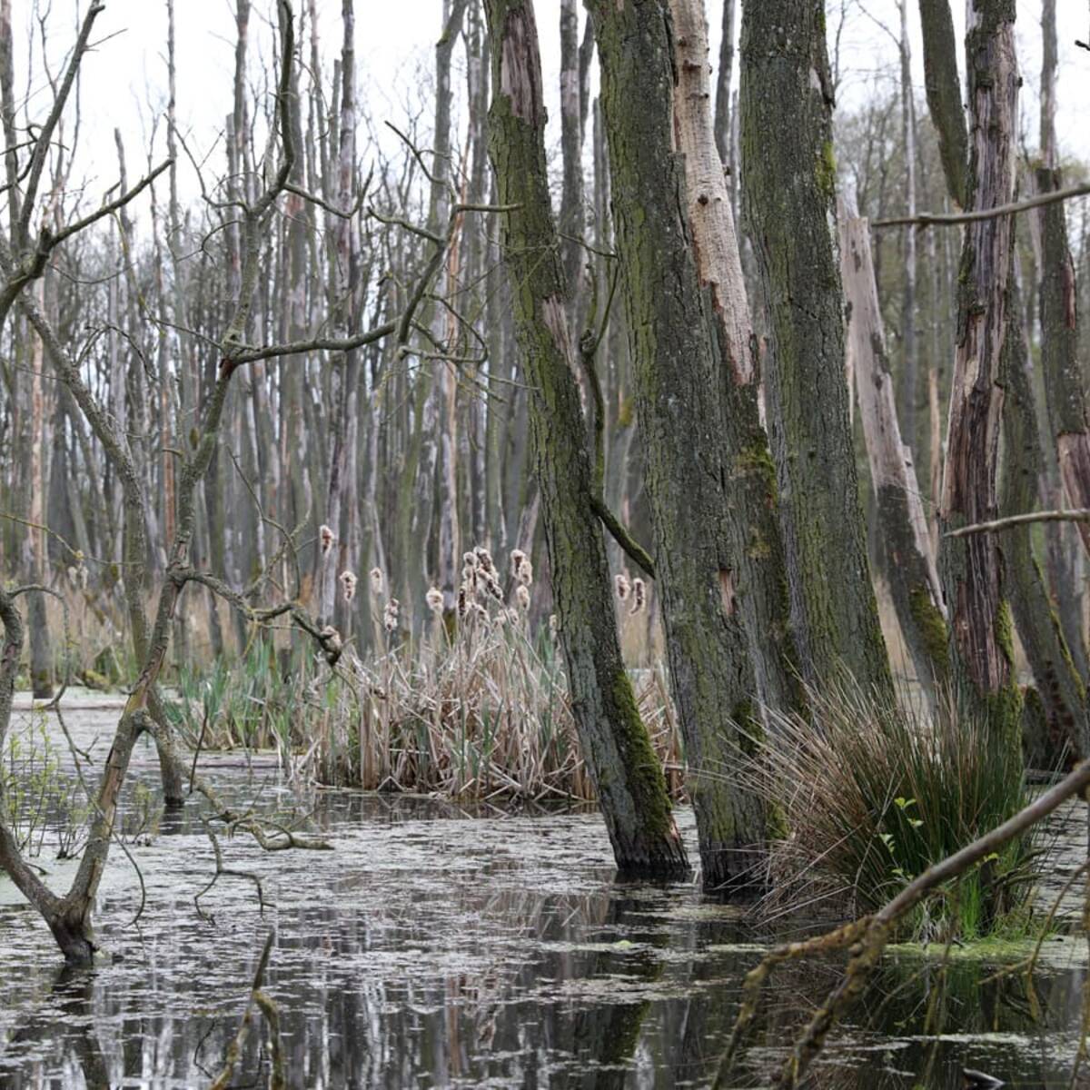 Landschaftskundlicher Lehrpfad Tribohmer Bachtal – Moor (Frühling)