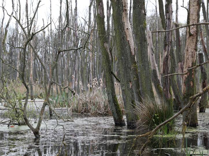 Landschaftskundlicher Lehrpfad Tribohmer Bachtal – Moor (Frühling)