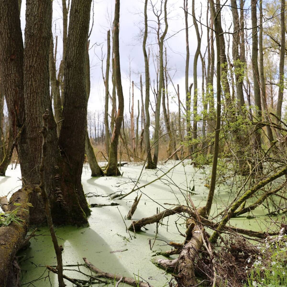 Landschaftskundlicher Lehrpfad Tribohmer Bachtal – Moor (Frühling)