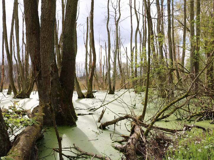 Landschaftskundlicher Lehrpfad Tribohmer Bachtal – Moor (Frühling)