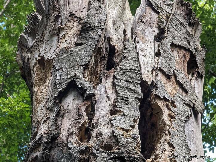 Landschaftskundlicher Lehrpfad Tribohmer Bachtal – Totholz