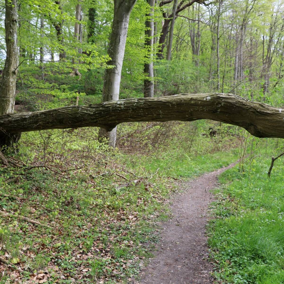Landschaftskundlicher Lehrpfad Tribohmer Bachtal - Weg (Frühling)