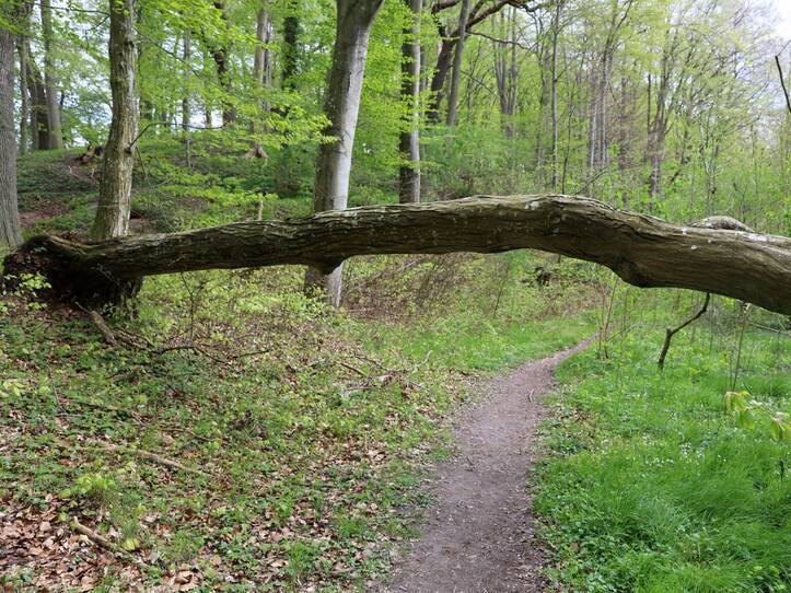 Landschaftskundlicher Lehrpfad Tribohmer Bachtal - Weg (Frühling)
