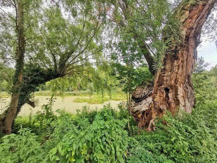 Landschaftskundlicher Lehrpfad Tribohmer Bachtal – Weide (Sommer)