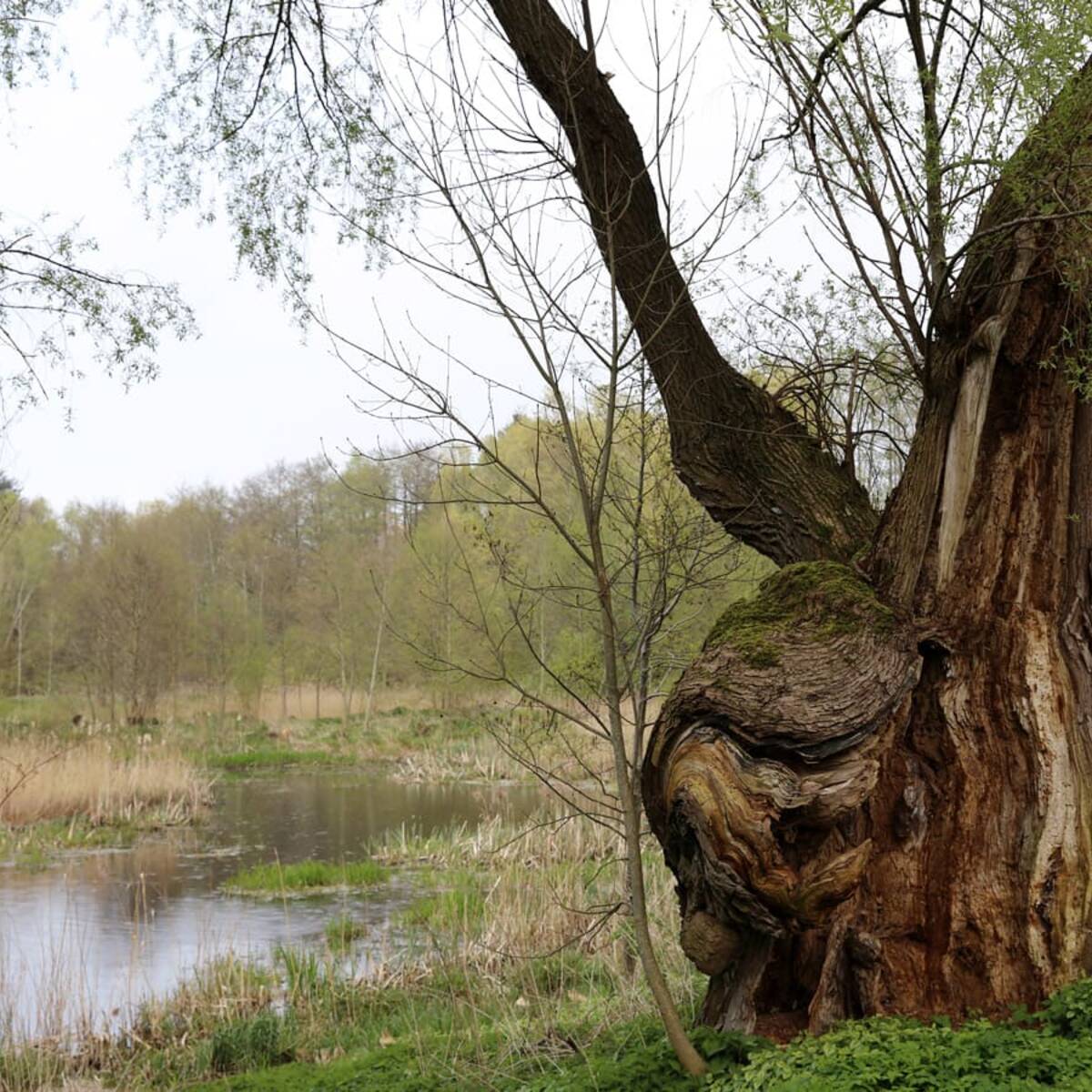 Landschaftskundlicher Lehrpfad Tribohmer Bachtal – Weide (Frühling)