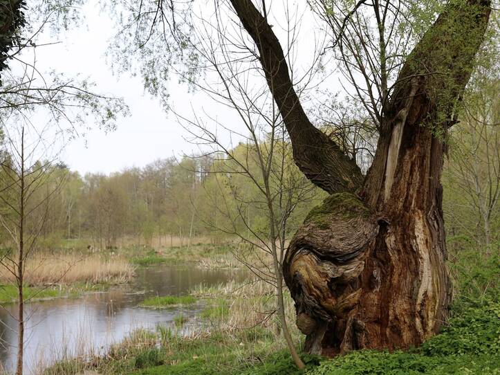 Landschaftskundlicher Lehrpfad Tribohmer Bachtal – Weide (Frühling)